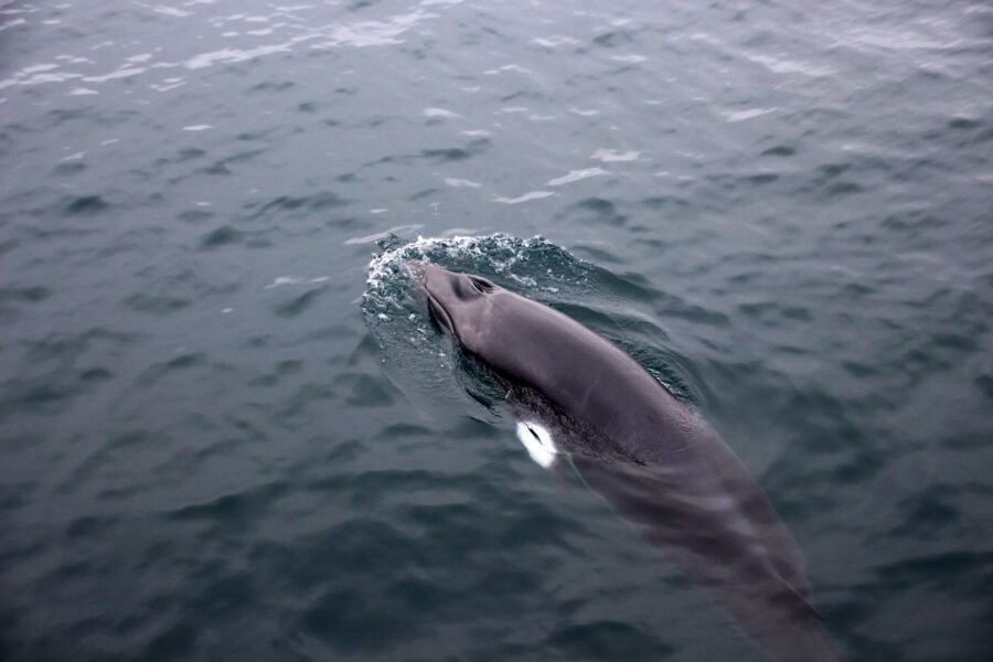 Reykjavik: Whale Watching Tour by RIB Boat - Akurey island and summer puffins