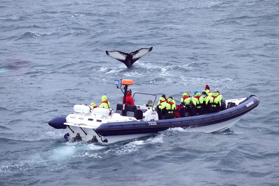 Reykjavik: Whale Watching Tour by RIB Boat - The Whales of Iceland Museum after the boat