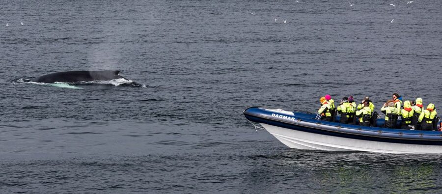 Reykjavik: Whale Watching Tour by RIB Boat - Who will enjoy this RIB tour most