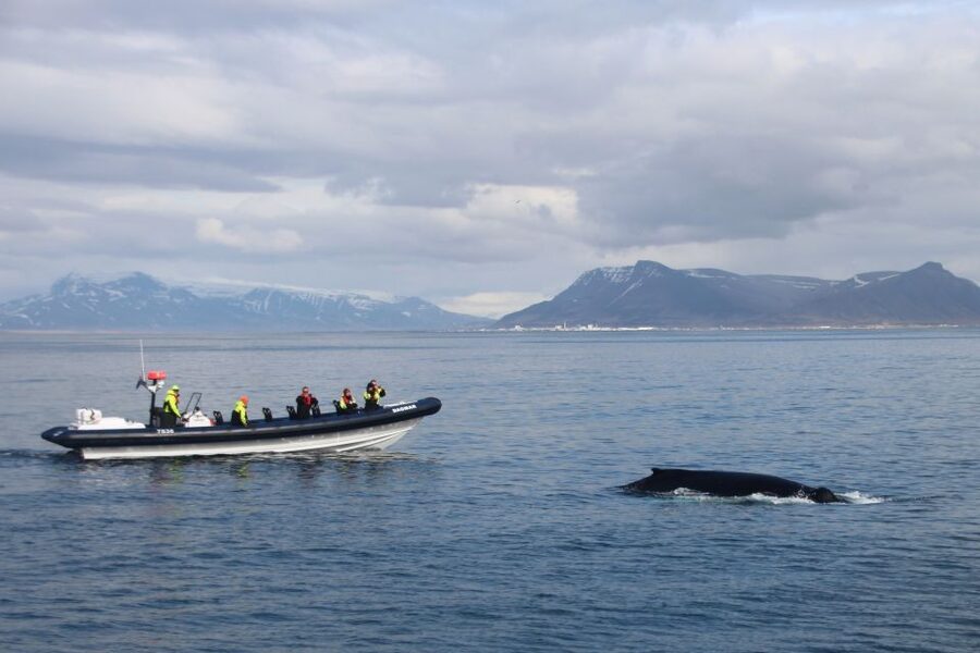Reykjavik: Whale Watching Tour by RIB Boat - What the safety gear really means