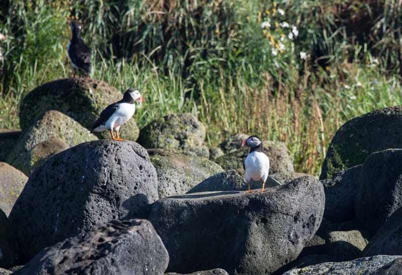 Reykjavik: Whales and Puffins Express Cruise Combo Tour - Should you book the Reykjavík whales and puffins combo?