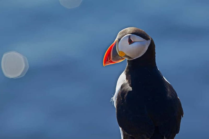 Reykjavik: Whales and Puffins Express Cruise Combo Tour - Two boats, two very different wildlife trips
