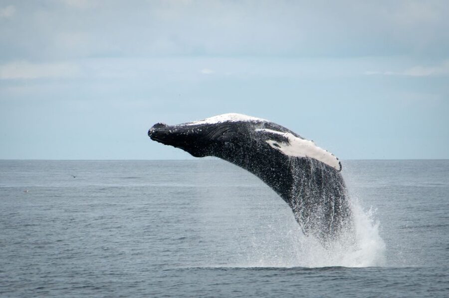 Reykjavik: Whales and Puffins Express Cruise Combo Tour - What sightings are realistic?
