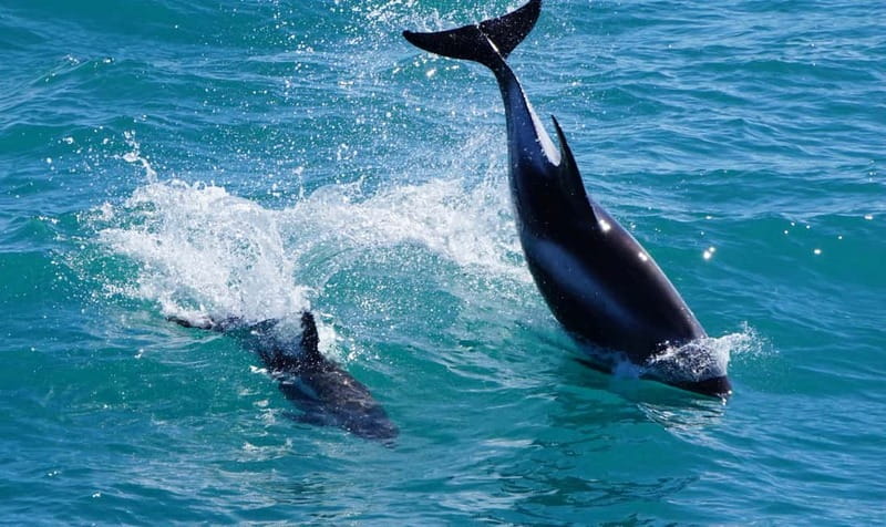Reykjavik: Whales and Puffins Express Cruise Combo Tour - Weather, warmth, and motion on the water