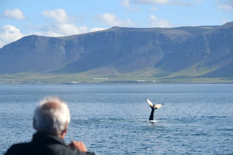 Reykjavik: Whales and Puffins Express Cruise Combo Tour - Timing the combo without confusion