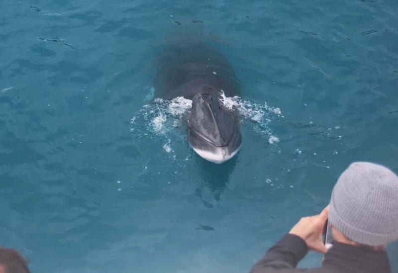 Reykjavik: Whales and Puffins Express Cruise Combo Tour - Who will enjoy this most?