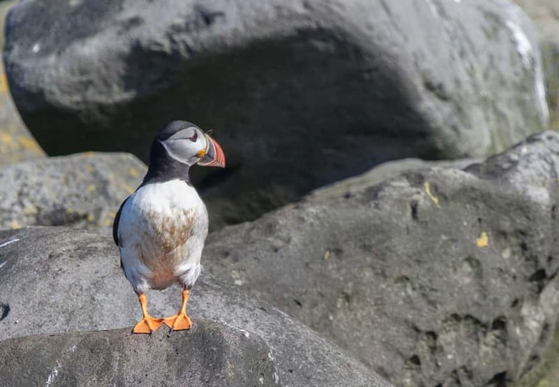 Reykjavik: Whales and Puffins Express Cruise Combo Tour - The puffin cruise from Reykjavík Old Harbor