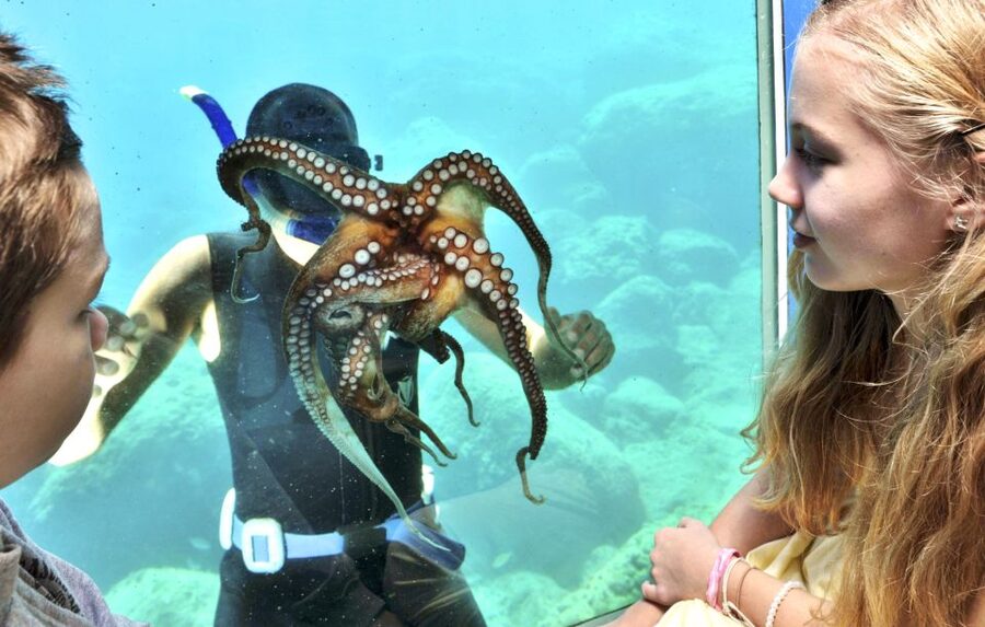 Rhodes Town: Yellow Submarine Cruise with Underwater Views - Seeing the Palace of the Grand Master from the water