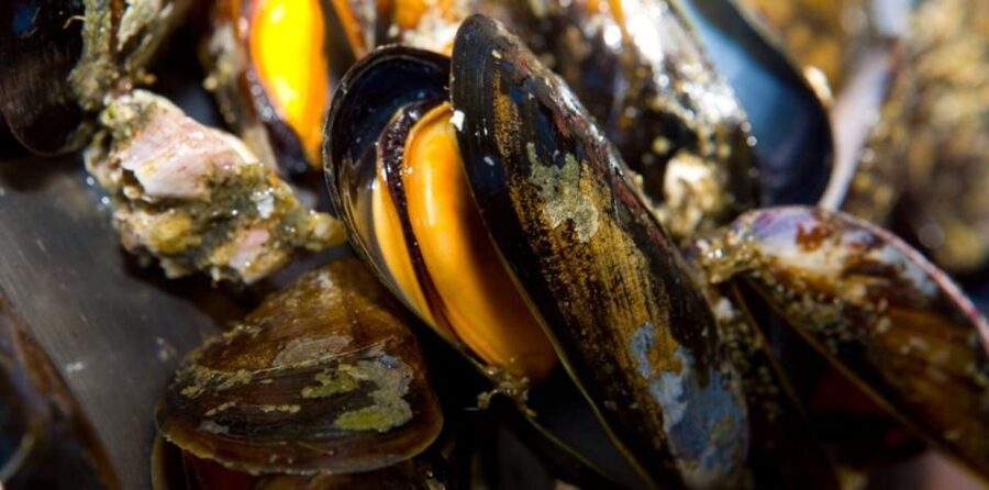 Ría de Arousa: Boat Ride to Mussel Farm with Tasting - Who will enjoy this most