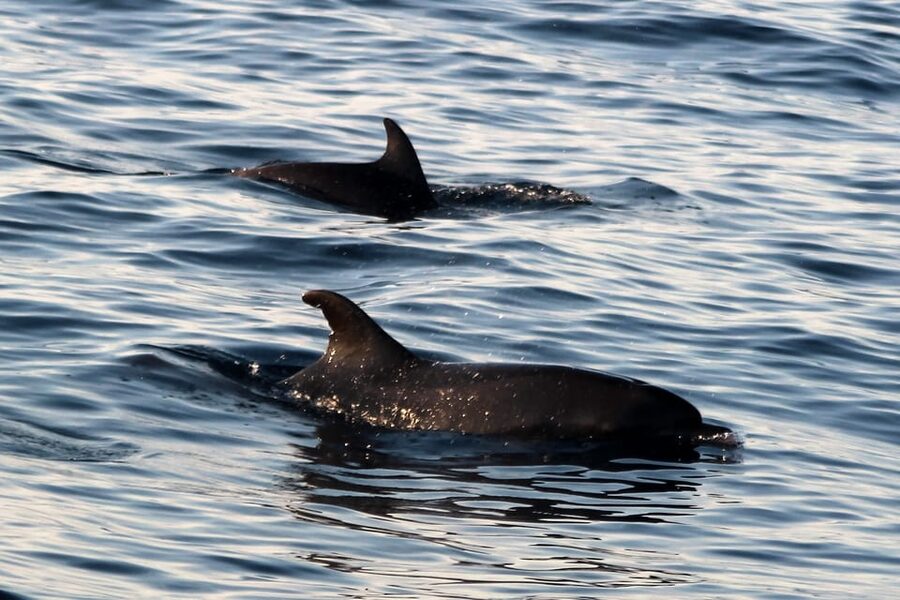 Rovinj: Sunset Cruise with Swim Stop, Drinks, and Fruits - Searching for dolphins in the open Adriatic