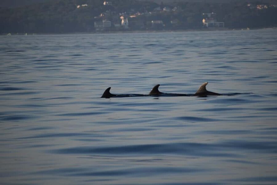 Rovinj: Sunset & dolphin group tours with Catamaran - Sunset over Rovinj’s harbour