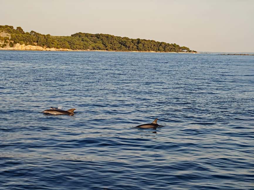 Rovinj: Sunset & dolphin group tours with Catamaran - Returning with an Old Town panorama