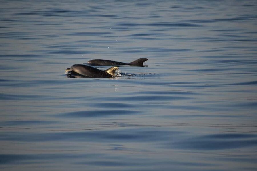 Rovinj: Sunset & dolphin group tours with Catamaran - What the $41 price buys you