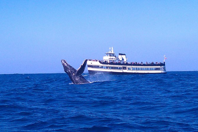 San Diego Whale Watching Cruise - Key points to know before you book
