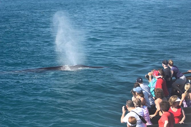 San Diego Whale Watching Cruise - Why the schooner America changes the whole outing