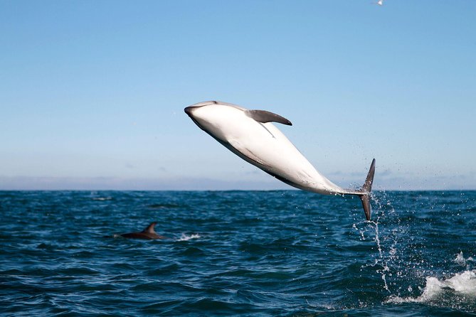 San Diego Whale Watching Cruise - Dolphins, sea lions, and the welcome surprises