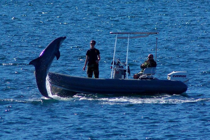 San Diego Whale Watching Cruise - The guides, commentary, and crew care