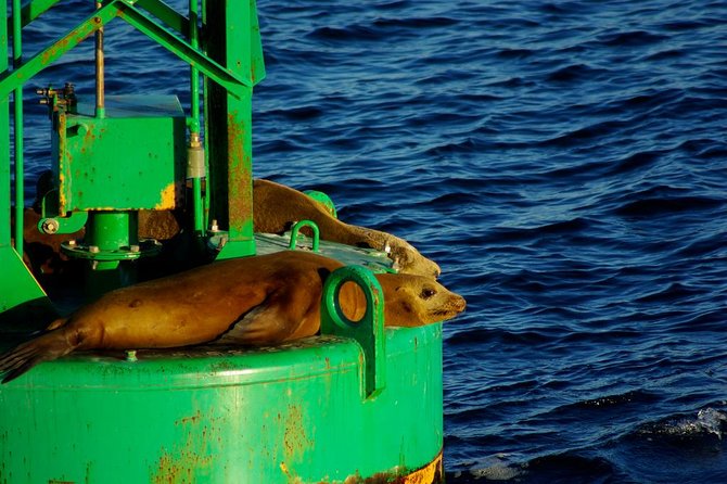 San Diego Whale Watching Cruise - Food, drinks, and what to bring