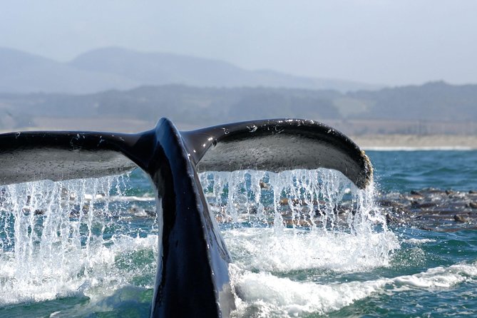 San Diego Whale Watching Cruise - Comfort, seating, and seasickness