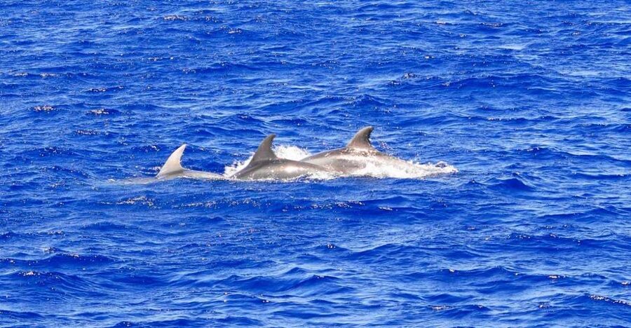Santa Ponsa: Dolphin Watching Cruise - Key points before you book