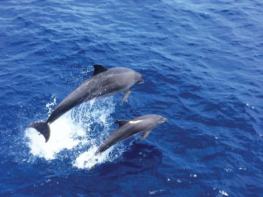 Santa Ponsa: Dolphin Watching Cruise - From Santa Ponsa jetty to the open Mediterranean