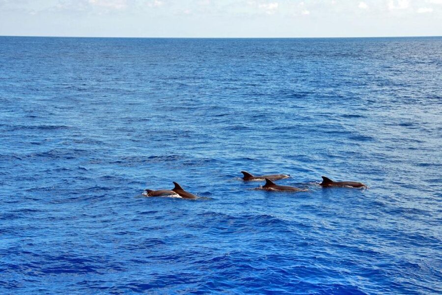 Santa Ponsa: Dolphin Watching Cruise - Choosing between 105 minutes and the longer cruise