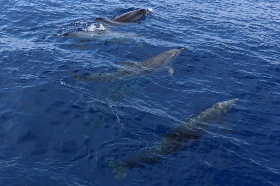 Santa Ponsa: Dolphin Watching Cruise - What the swim stop is really like