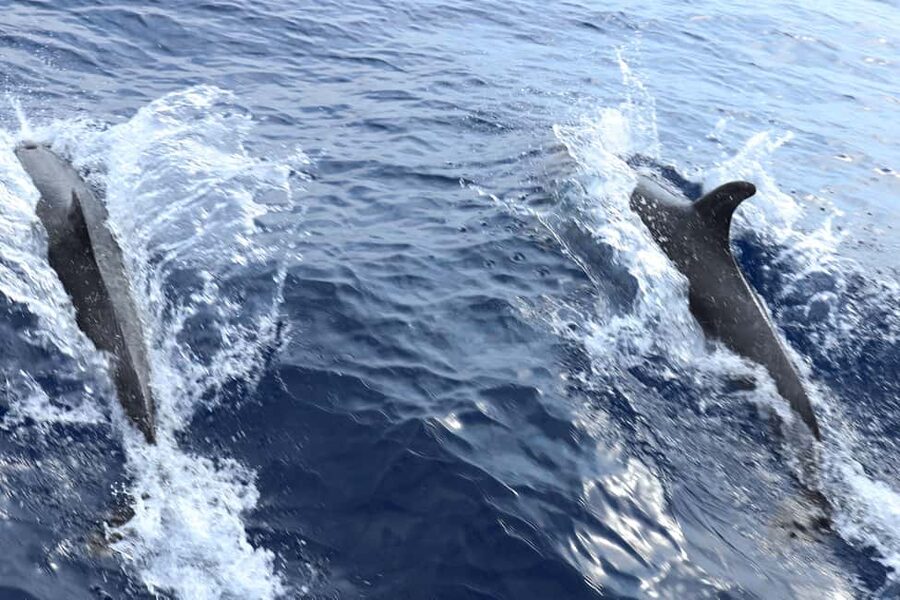 Santa Ponsa: Dolphin Watching Cruise - Boat comfort, seating, and crowd levels