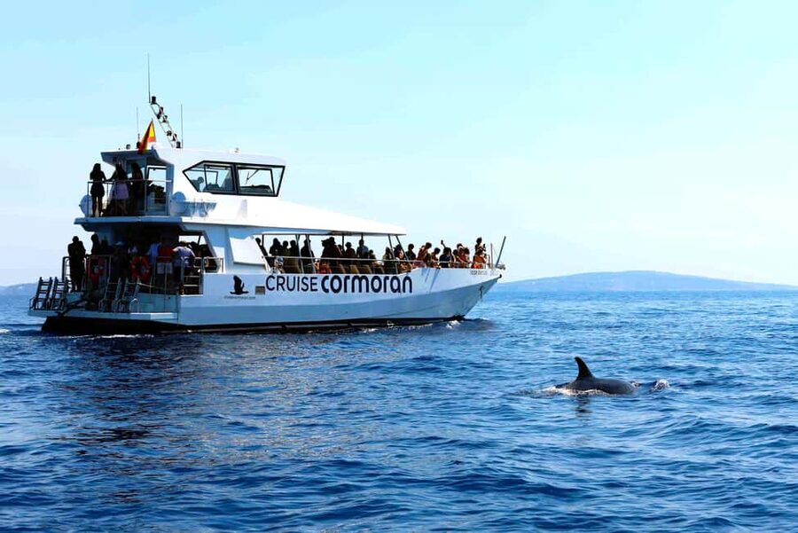 Santa Ponsa: Dolphin Watching Cruise - Price and value at about $41