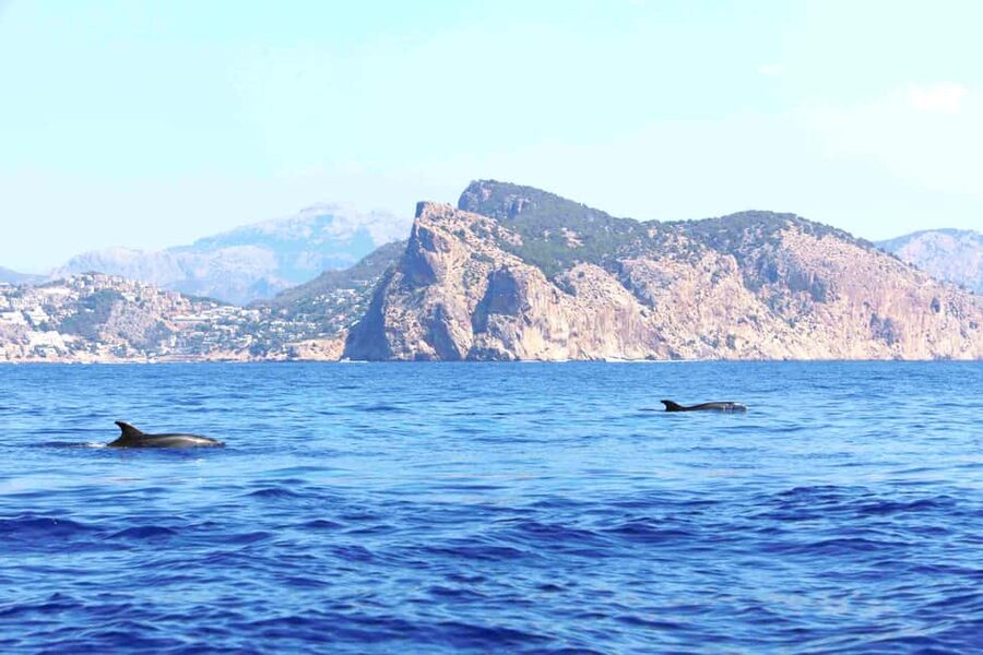 Santa Ponsa: Dolphin Watching Cruise - Practical tips for a better day