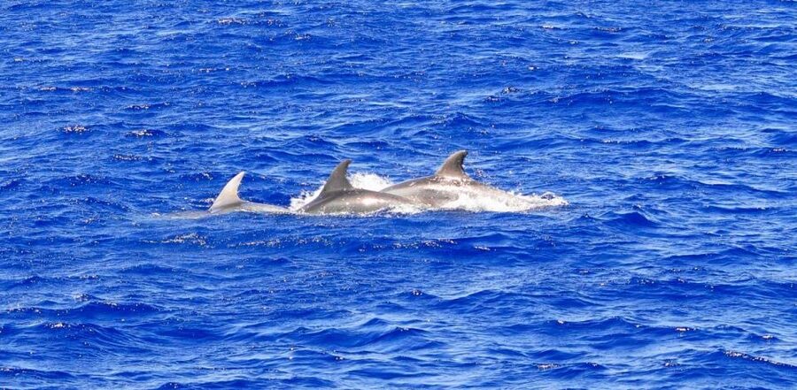 Santa Ponsa: Dolphin Watching Cruise - The dolphin search is the main event