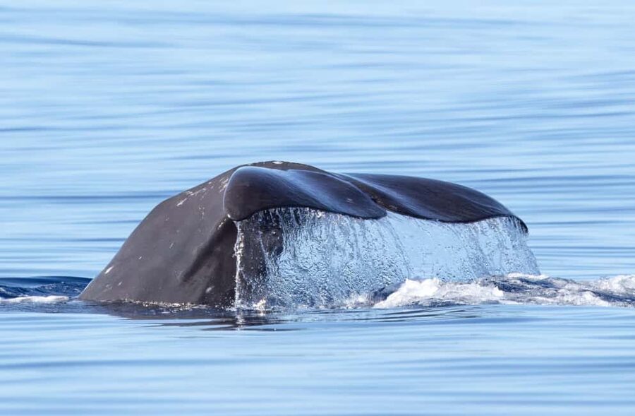 São Miguel: Whale-Watching Cruise with Marine Biologist - Key points to know before booking
