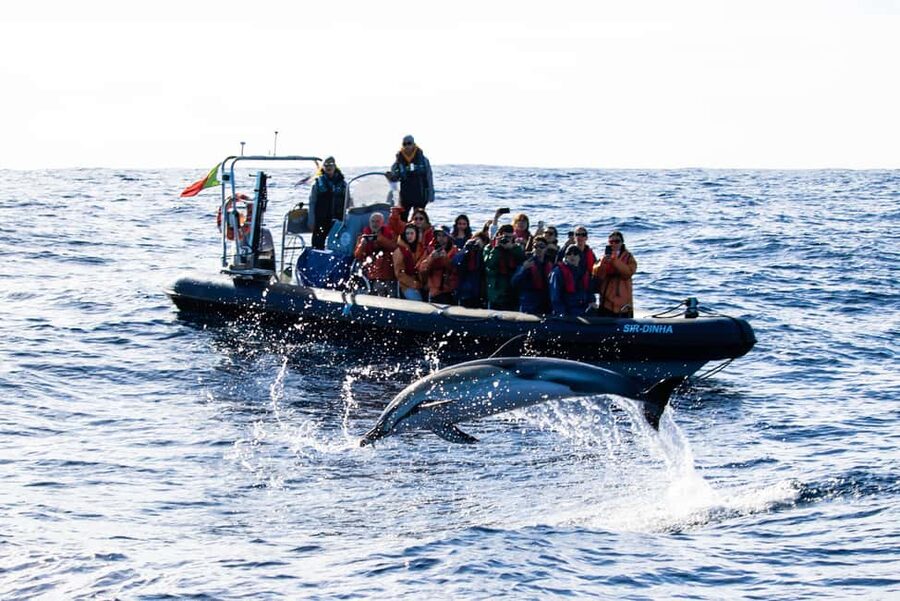 São Miguel: Whale-Watching Cruise with Marine Biologist - Should you book the São Miguel whale-watching cruise?
