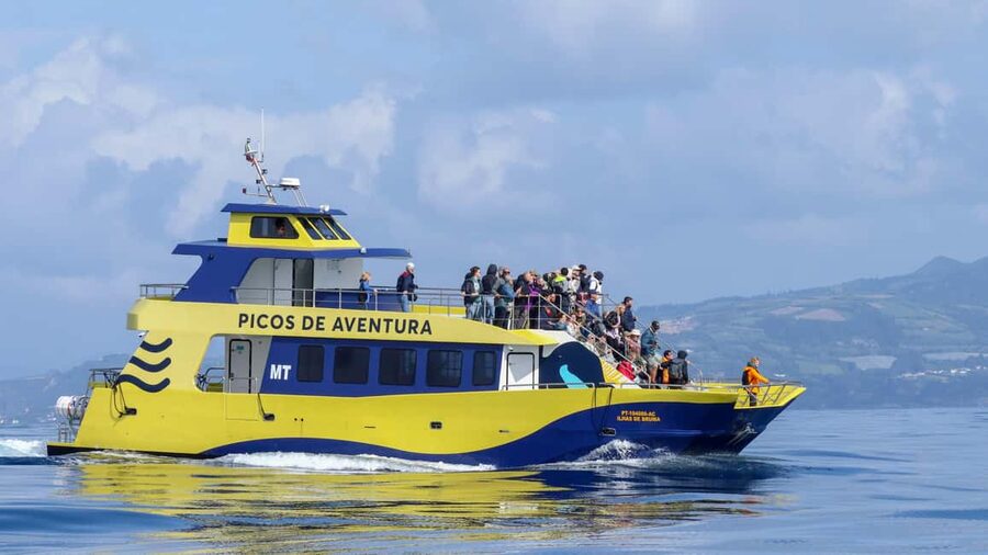 São Miguel: Whale-Watching Cruise with Marine Biologist - Why São Miguel is a serious whale-watching destination
