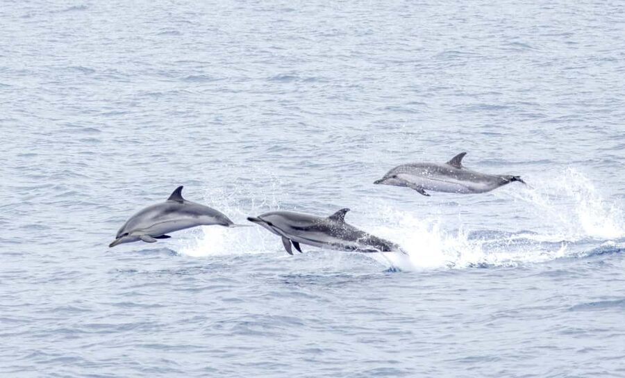 São Miguel: Whale-Watching Cruise with Marine Biologist - How the lookout system helps find wildlife