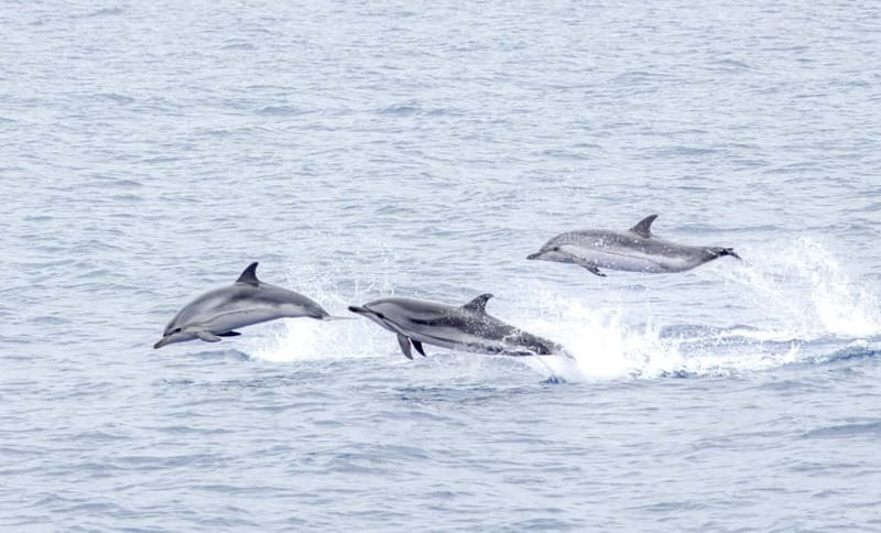 São Miguel: Whale-Watching Cruise with Marine Biologist - What the two-and-a-half-hour ocean trip feels like