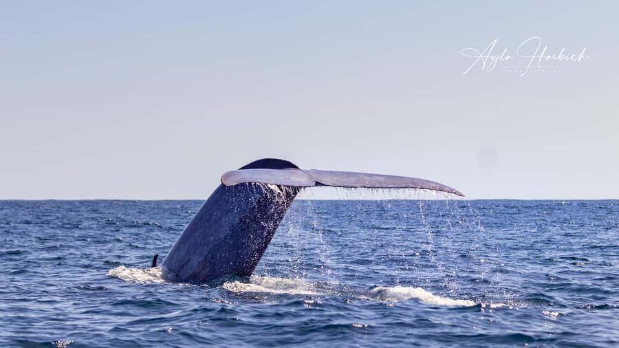 São Miguel: Whale-Watching Cruise with Marine Biologist - The return along São Miguel’s coast