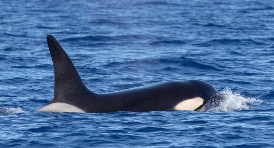 São Miguel: Whale-Watching Cruise with Marine Biologist - Is the $76 price good value?