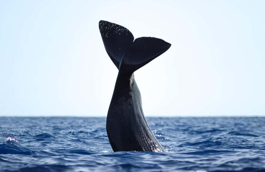 São Miguel: Whale-Watching Cruise with Marine Biologist - Meeting the boat in Ponta Delgada