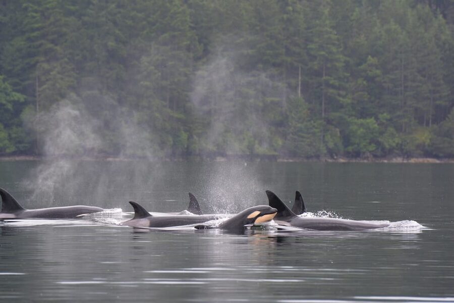 Seattle: Half-Day Wildlife and Whale Watching Cruise - Key things to know before you book
