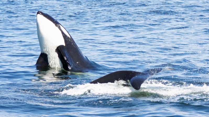 Seattle: Half-Day Wildlife and Whale Watching Cruise - How the 3 to 5-hour cruise works