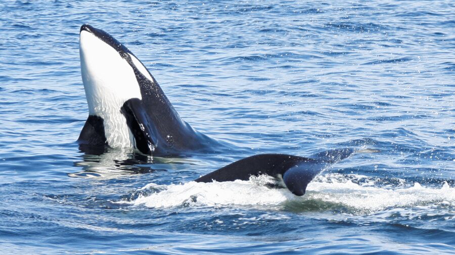 Seattle: Half-Day Wildlife and Whale Watching Cruise - The boat, seating, and sound system