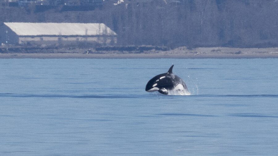 Seattle: Half-Day Wildlife and Whale Watching Cruise - Food, drinks, and practical comforts