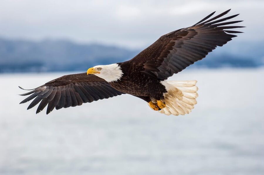 Seattle: Half-Day Wildlife and Whale Watching Cruise - What you might see near Seattle