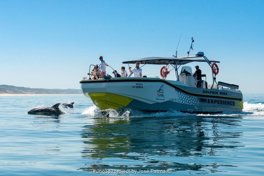 Setúbal: Dolphin Watching Boat Tour - Key points at a glance