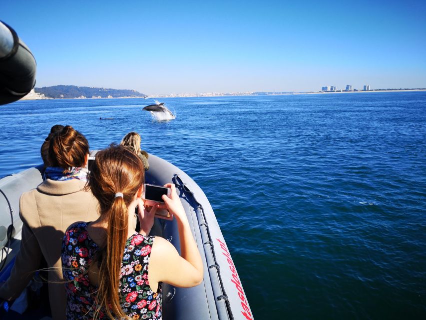 Setúbal: Dolphin Watching Boat Tour - Who should book this boat tour?