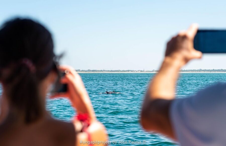 Setúbal: Dolphin Watching Boat Tour - Why Setúbal Bay makes a good dolphin trip