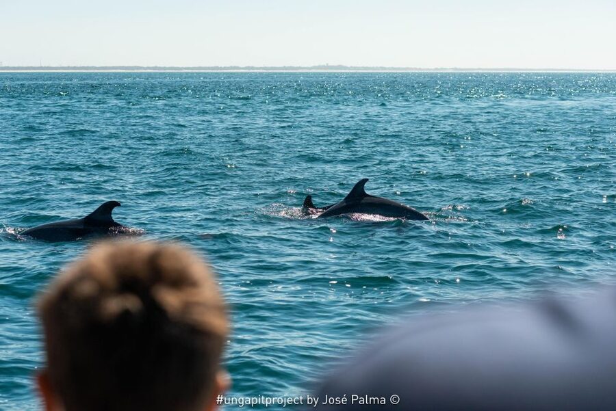 Setúbal: Dolphin Watching Boat Tour - Searching for wild bottlenose dolphins
