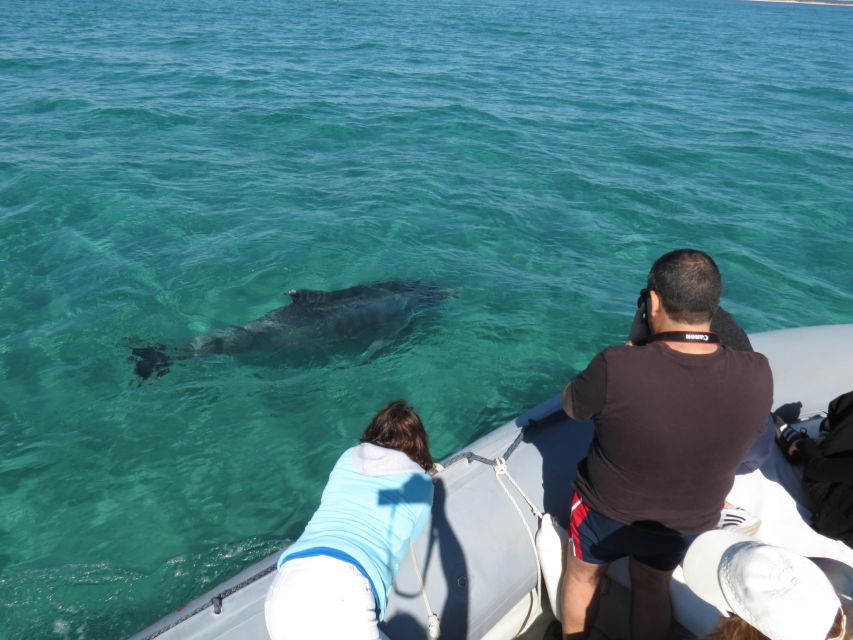 Setúbal: Dolphin Watching Boat Tour - Cruising beside Arrábida Natural Park
