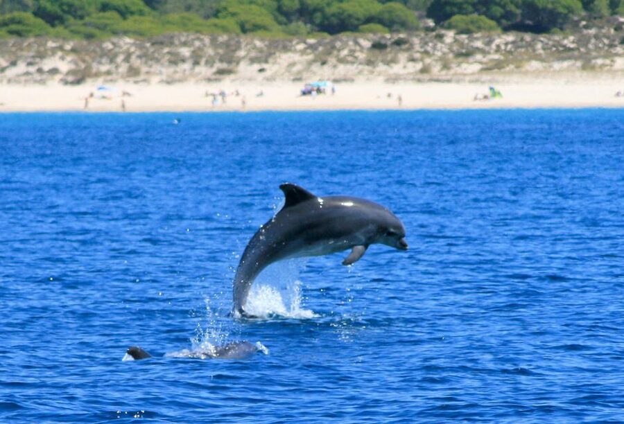 Setúbal: Dolphin Watching Boat Tour - Guides, language, and the tone of the trip